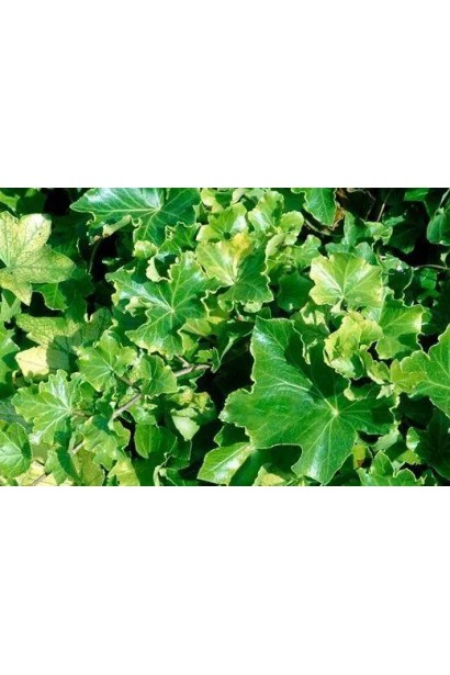 Плющ Парслей Крестед з гофрованим листям у саду